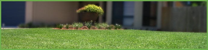 how-to-choose-a-lawn