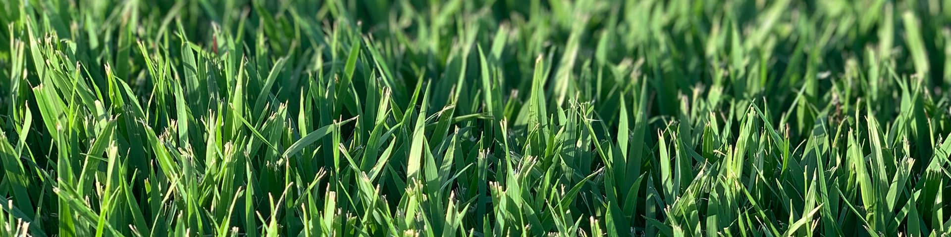 WE GROW + SUPPLY THE BEST TURF FOR <span>NORTH QUEENSLAND</span>