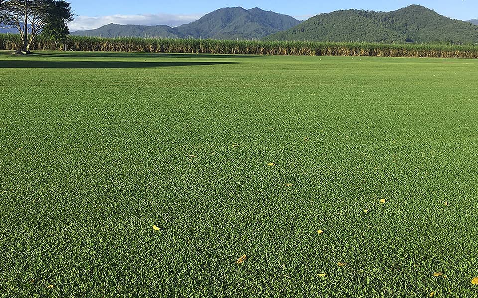 Sir Walter Buffalo Lawn Cairns Supplier