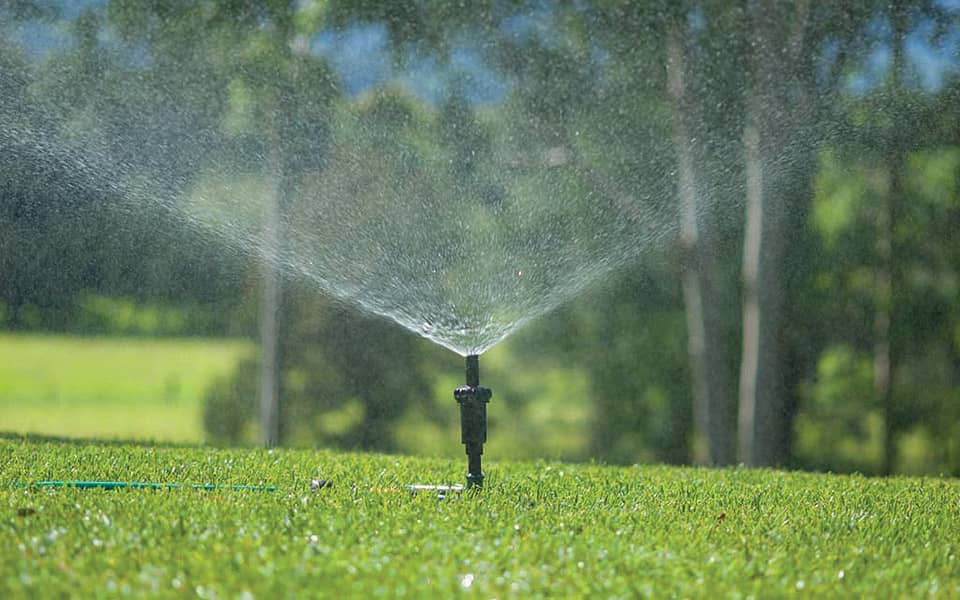 Platinum Zoysia Turf Lawn Cairns Supplier