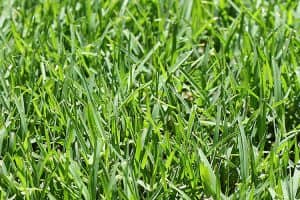 TifTuf Turf Lawn Cairns Supplier