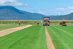 Lawn Turf Care Cairns